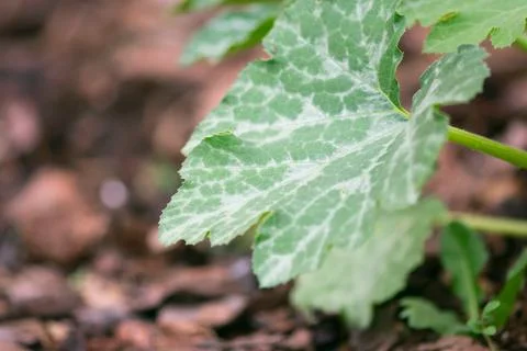 Zucchini Leaf Stock Photos