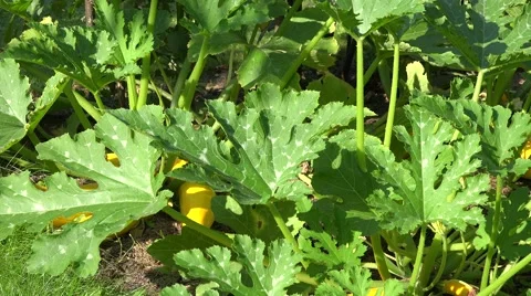 Zucchini leaves vegetable Stock Footage 61949121