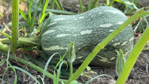 A zucchini lies on a garden bed surrounded by wide plant leaves growing close to Stock Footage 332472501