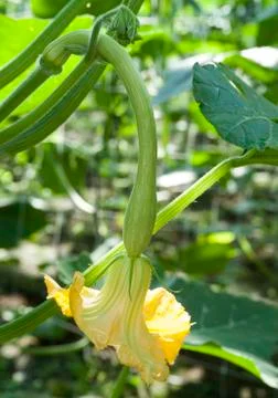 Zucchini, marrow Stock Photos