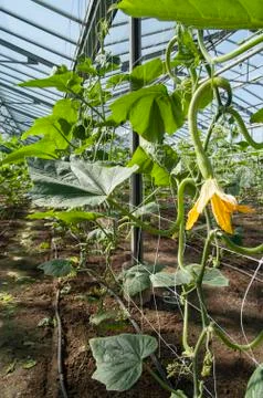 Zucchini, marrow Stock Photos