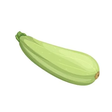 Zucchini marrow vegetable cartoon vector illustration color sign Stock Illustration