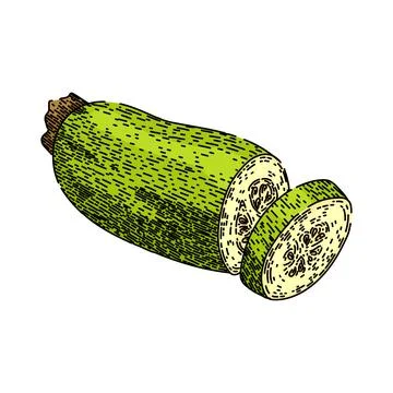 Zucchini marrow vegetable sketch hand drawn vector Stock Illustration