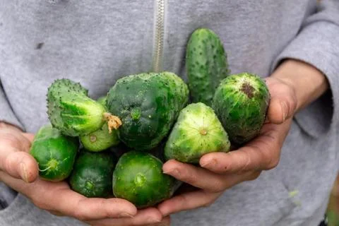 Zucchini or courgette fruit held in hand, fresh large grown vegetable food pi Stock Photos