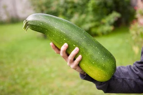 Zucchini or courgette fruit Stock Photos