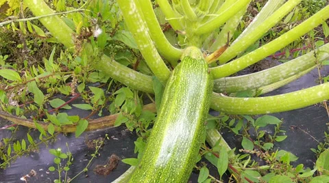 Zucchini or courgette is a summer squash. Stock Footage 33790158