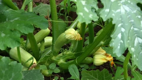 Zucchini organic vegetables Video stock 278348707