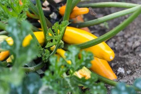 Zucchini Stock Photos