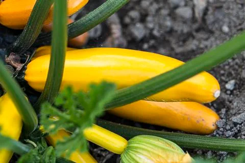 Zucchini Stock Photos