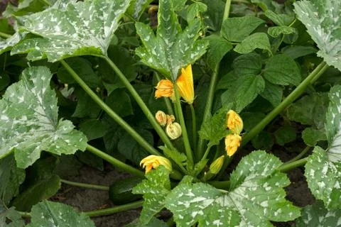Zucchini Stock Photos