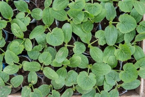 Zucchini Stock Photos