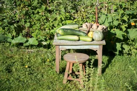 Zucchini Stock Photos