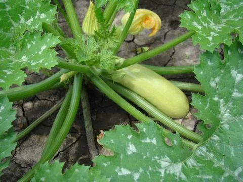 Zucchini Stock Photos
