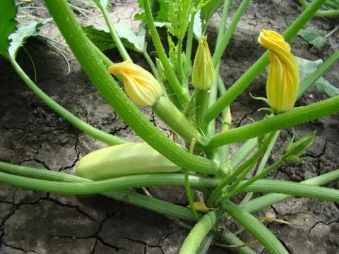 Zucchini Stock Photos