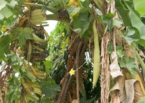 Zucchini Stock Photos