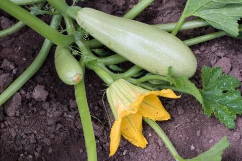 Zucchini Foto stock