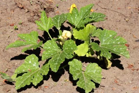 Zucchini Stock Photos