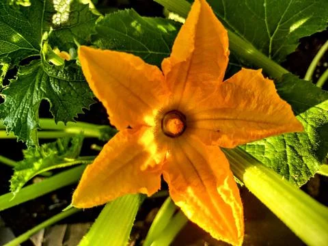 Zucchini 스톡 사진