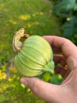 Zucchini Stock Photos