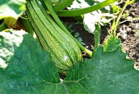 Zucchini Stock Photos