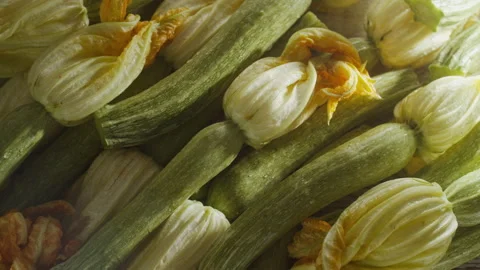 Zucchini picked up from a bed of zucchini Stock Footage 132529206