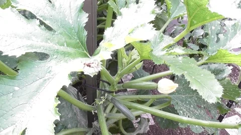 Zucchini plant with a bee fly Stock Footage 344531187
