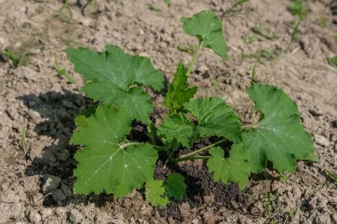 Zucchini plant in dry soil. Foto stock