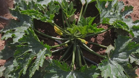 Zucchini plant Stock Footage 95791962