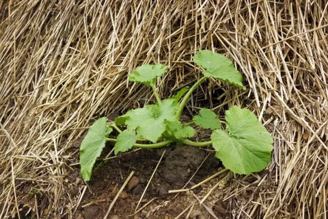 Zucchini plant Stock Photos