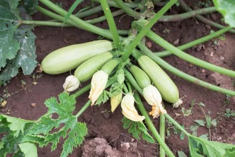 Zucchini plant Stock Photos