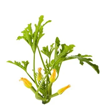 Zucchini plant 写真素材