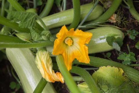 Zucchini plant Stock Photos