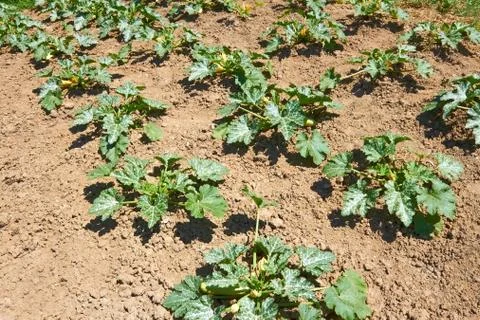 Zucchini plants on soil Stock Photos