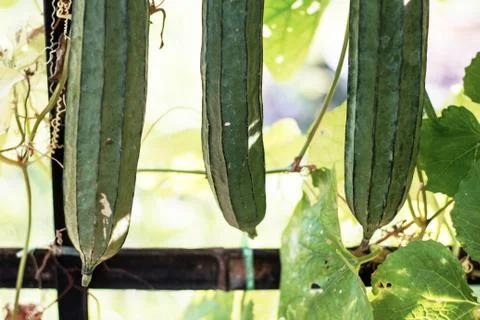 Zucchini on plots. Foto stock