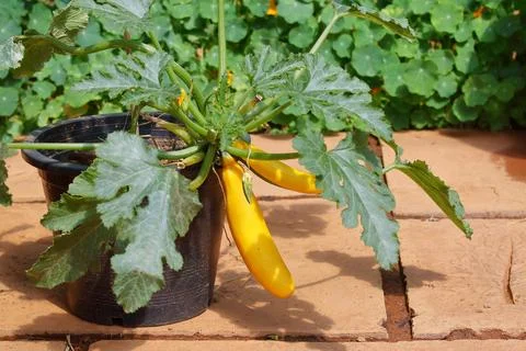 Zucchini in the pot Stock Photos