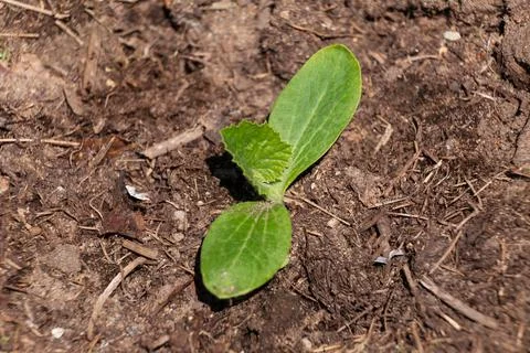 Zucchini seedling Stock Photos