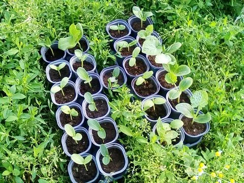 Zucchini seedlings Stock Photos