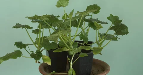 Zucchini seedlings in plastic seedling pots. Stock Footage 308791082