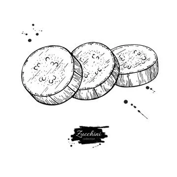 Zucchini slice hand drawn vector illustration. Isolated Vegetable engraved .. Stock Illustration