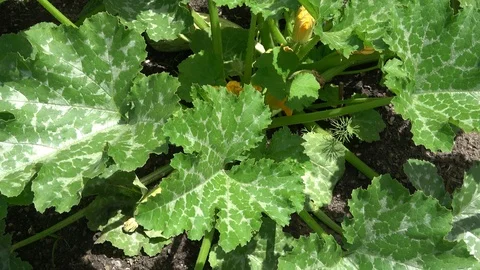 Zucchini Squash also called cucurbita pepo Stock Footage 93450190
