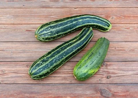 Zucchini squash or vegetable marrow 스톡 사진