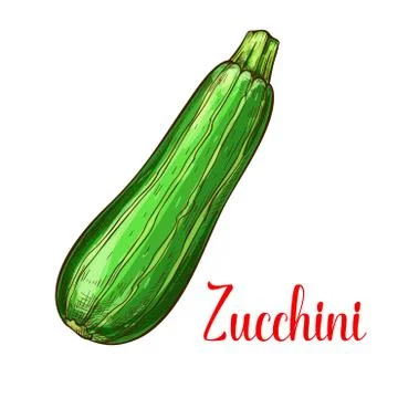 Zucchini squash vector sketch vegetable icon Stock Illustration