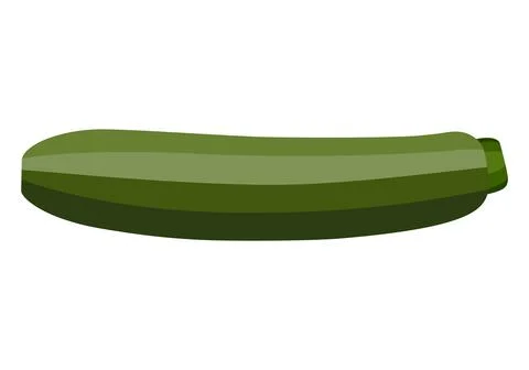 Zucchini.  Vector graphics on a white background. Illustrazione stock