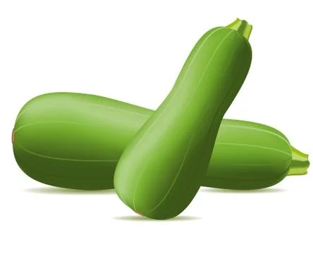 Zucchini vector illustration Stock Illustration