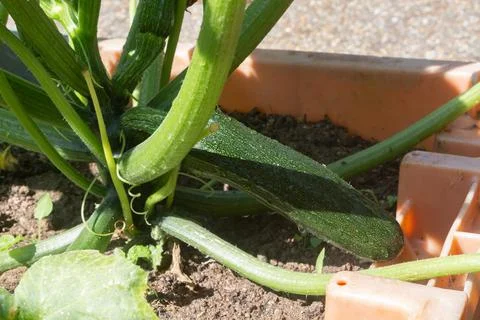 Zucchini in a vegetable garden Stock Photos
