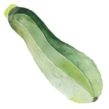 Zucchini vegetable. Veggies isolated squash. Watercolor sketch Stock Illustration