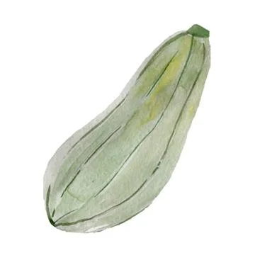Zucchini vegetable. Veggies isolated squash. Watercolor sketch Stock Illustration