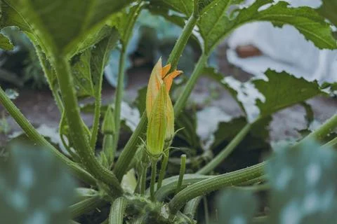 Zucchini zucchini grows on the ground Stock Photos