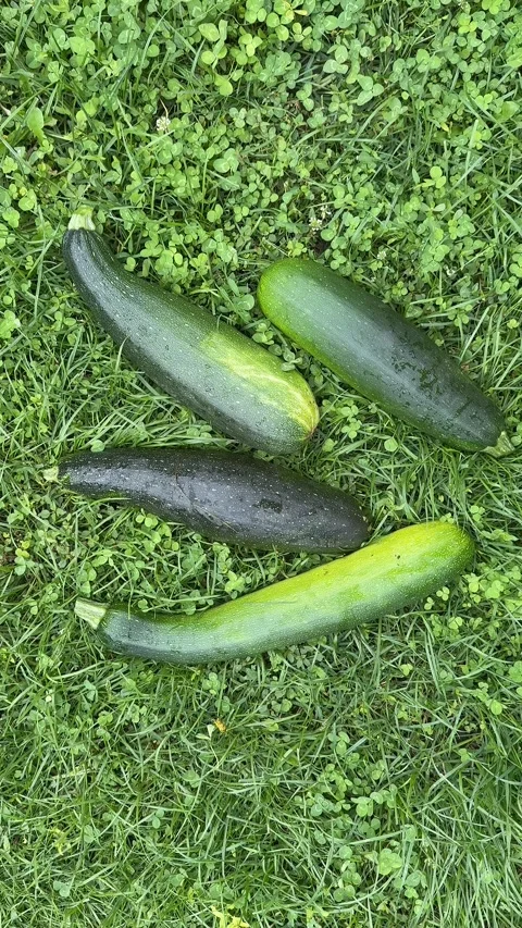 Zucchinis on Grass Stock Footage 319445911