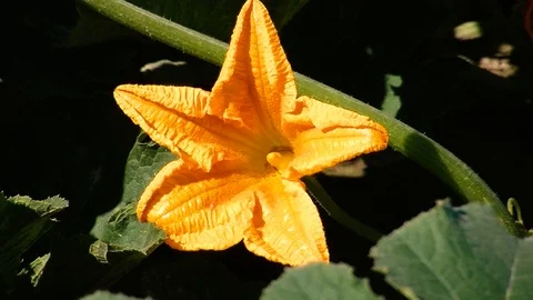 Zuccini flower Stock Footage 108554686